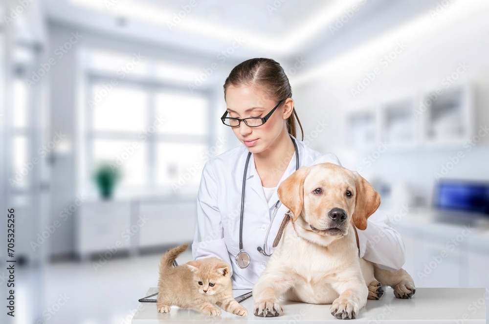 Vet examining domestic dog and cat pets in clinic