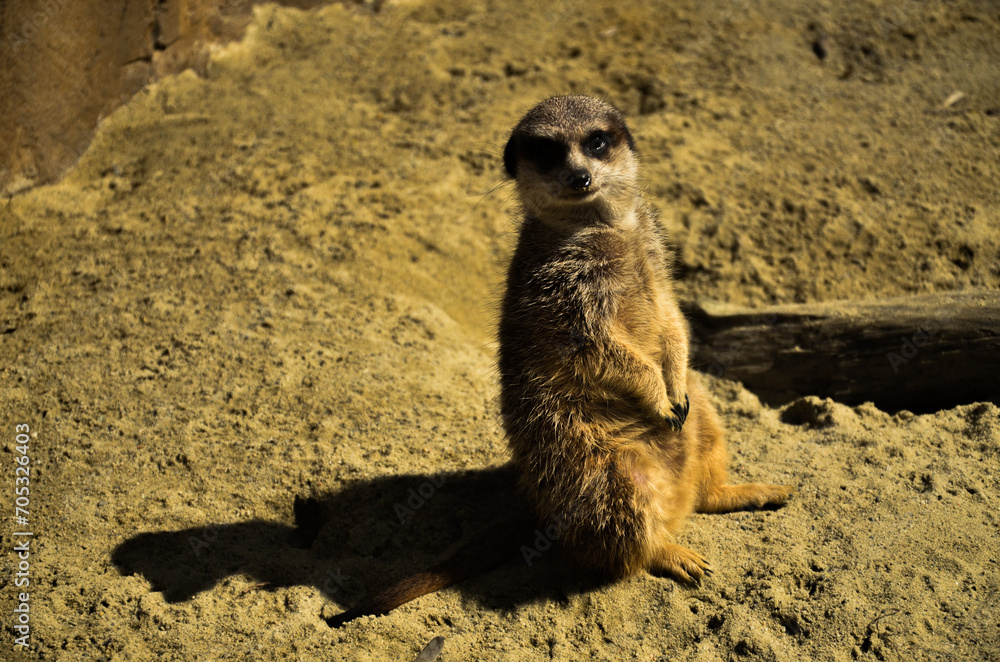 Fototapeta premium meerkat on guard
