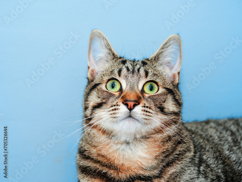 Young tabby cat with Irish green eyes on blue color background. Cute animal with stunning tiger style fur in brown tone.