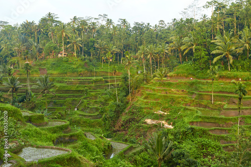 Picturesque rice terraces on the popular tourist island of Bali.
