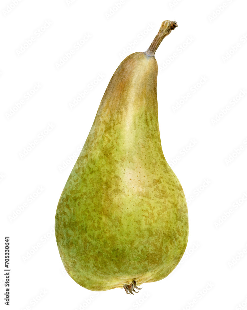 Pear Abate Fetel. Original botanical illustration of a green and brown pear. Hand-drawn realistic botanical illustration on transparent background. Pear Abate Fetel. Original botanical illustration of a green and brown pear. Hand-drawn realistic botanical illustration on transparent background.