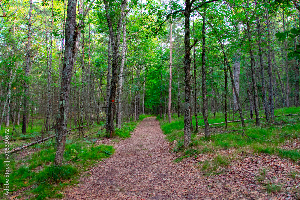 path in the forest