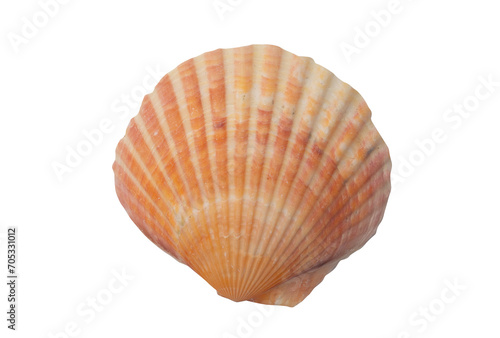 Sea shells for decorating designs