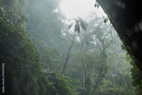 Fotografie A rainstorm in the jungle on the popular island of Bali.