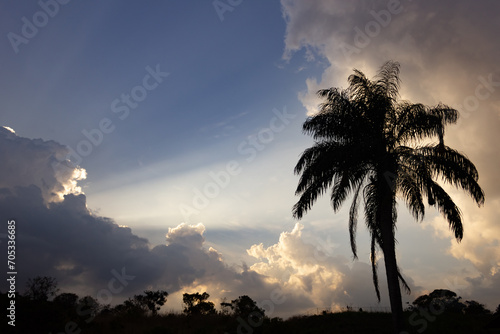 Silhouette of palm tree with sun rays shining through the clouds