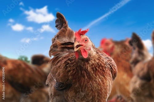 Healthy brown Chicken or hen, farming or agriculture concept © BillionPhotos.com