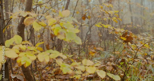 Close-up shot of tree branches in Autumn