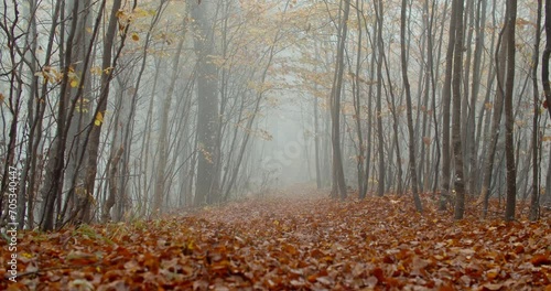 A path recovered in leaves through the misty forest