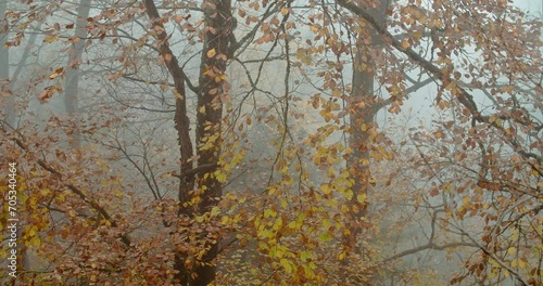 Panoramic shot of trees in a misty forest