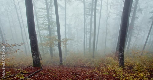 A misty forest with a bed of leaves in Autumn
