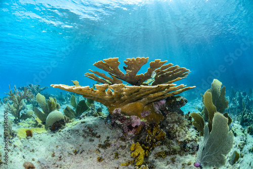 Elkhorn Coral in the sea of Curaçao