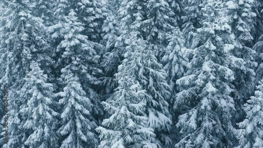 Magical Christmas holidays in winter wonderland. Scenic aerial beautiful Lapland forests during snow storm. Icy tree tops at harsh polar winter.Cinematic drone footage of snow falling on frozen forest