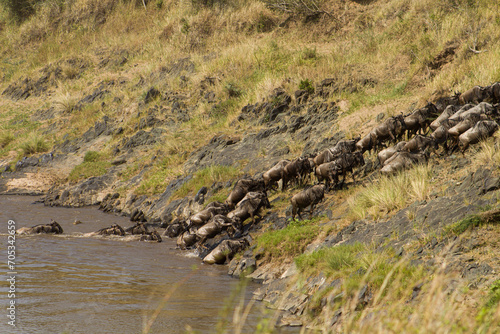 The Great Migration in the Masai Mara