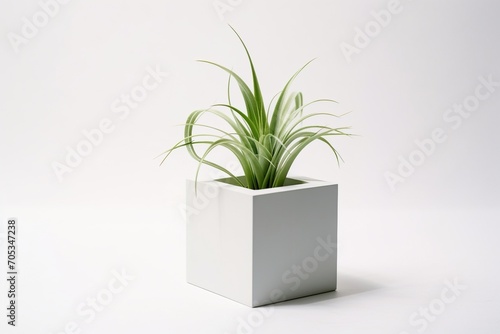 Minimalist still life of a potted air plant, © duyina1990