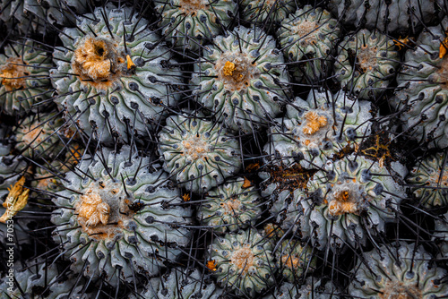 Cactus pattern
