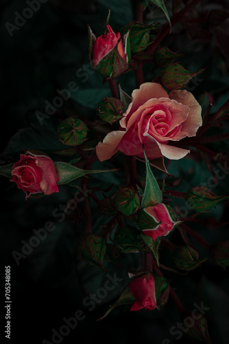 Roses