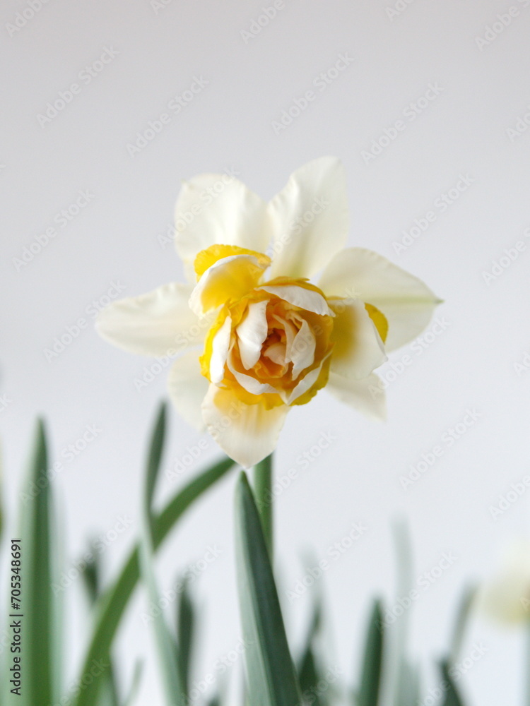 Bouquet of Narcissus Replete, Double-Flowered Daffodils, Narcissus flower, genus Anomatheca Bouquet of Narcissus Replete, Double-Flowered Daffodils, Narcissus flower, genus Anomatheca