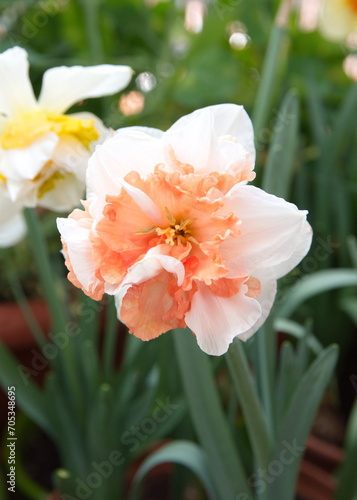 Bouquet of Narcissus Replete, Double-Flowered Daffodils, Narcissus flower, genus Anomatheca