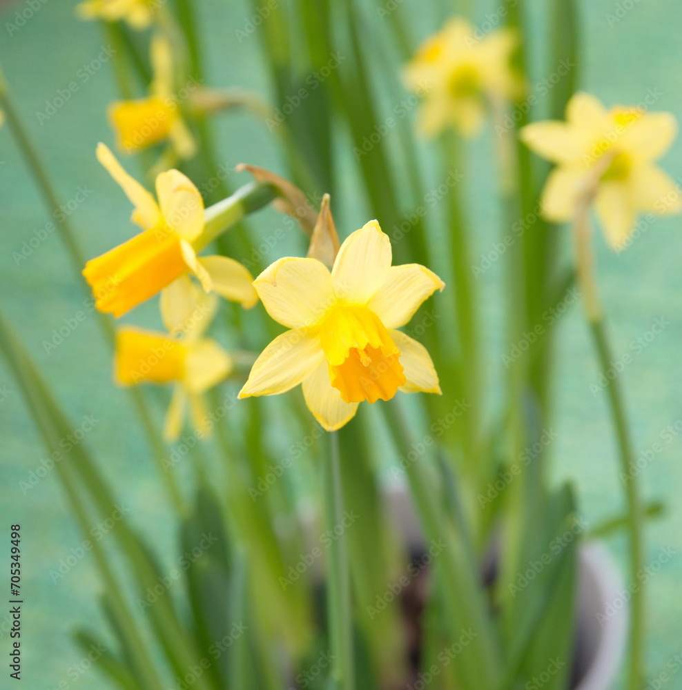 Bouquet of classic yellow narcissus, ornamental city and garden flower, on green background Bouquet of classic yellow narcissus, ornamental city and garden flower, on green background