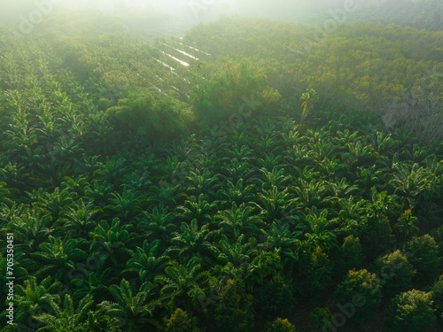 Aerial view oil palm plantation tropical forest sunrise