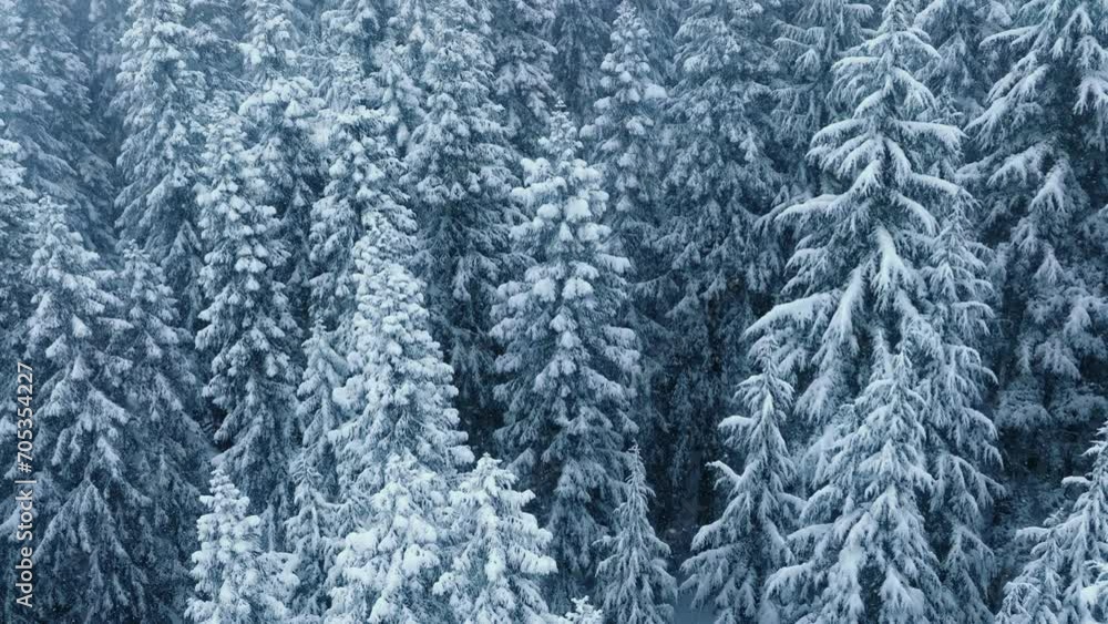 Still shot of gentle snowfall at white-blue winter forest background. Beautiful snowy landscape Canada. Amazing winter scene for copy background. Cinematic aerial top view of frozen spruce forest 4K Still shot of gentle snowfall at white-blue winter forest background. Beautiful snowy landscape Canada. Amazing winter scene for copy background. Cinematic aerial top view of frozen spruce forest 4K