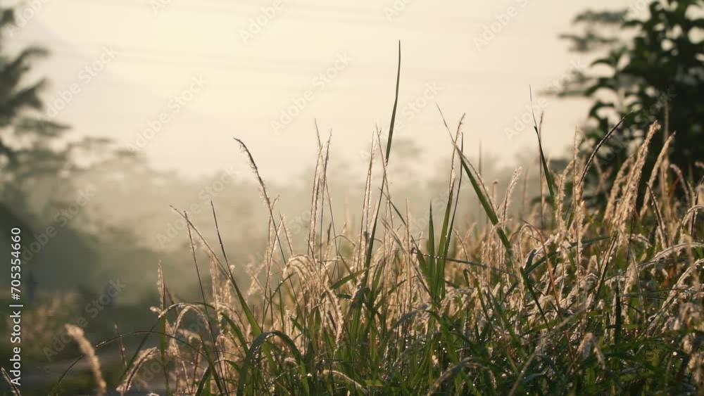 Dewy green grass in the morning. Sunrise on a summer meadow . Landscape view of blossoming field, lawn in sunbeams. Dewy green grass in the morning. Sunrise on a summer meadow . Landscape view of blossoming field, lawn in sunbeams.