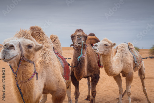 Close un portrait of the three funny camels in desert of Inner Mongolia, China photo