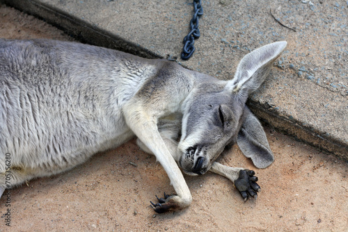 Sleeping young grey kangaroo in Lone Pine Koala Sanctuary, Queensland, Australia photo
