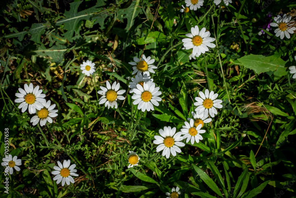 Medicinal chamomile with a yellow core grows in a field on a sunny day among greenery Medicinal chamomile with a yellow core grows in a field on a sunny day among greenery