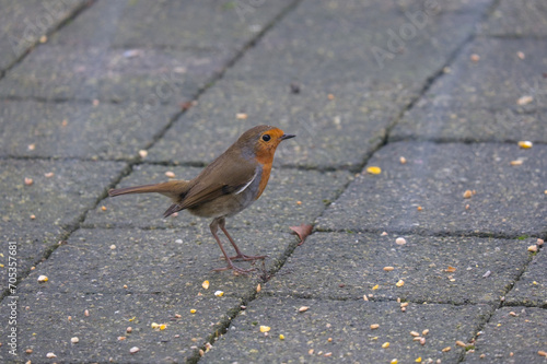 Robin on Block Paving: A charming scene featuring a red-breasted robin perched on seed-covered block paving