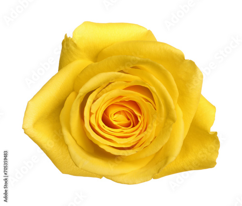 Beautiful fresh yellow rose isolated on white