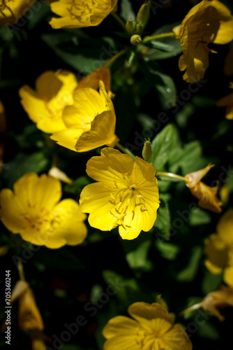 Color vertical close-up photo of delicate yellow flowers on a summer sunny day with a blurred background.