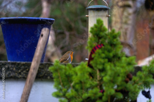 robin perched behind a rustic garden wall, a potted plant, and a lush bush.