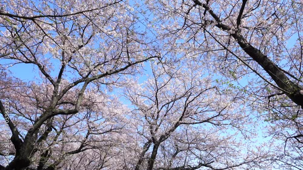 満開の染井吉野