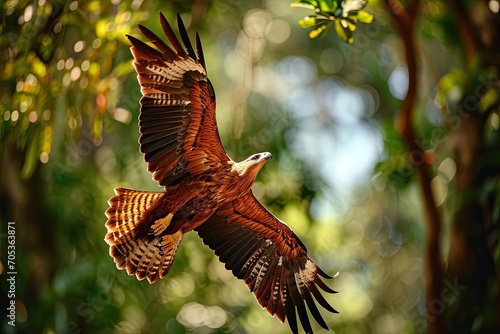 Portrait of Javan Hawk-Eagle in fly over the forest AI Generative photo