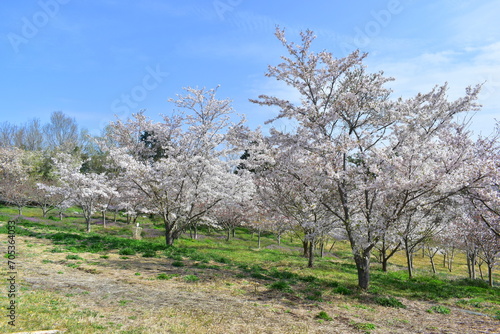 岡山 桜 春 たけべの森公園