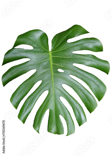 Folha da planta decorativa conhecida popularmente como costela de adão, png com fundo transparente.
