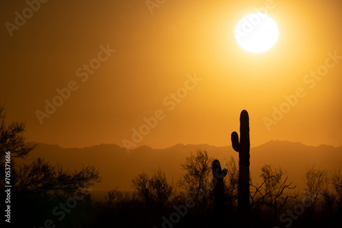 Saguaro cacti in the golden evening light, with the setting sun and mountains in the background. It almost looks like a 
