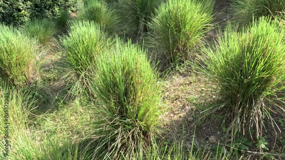 Growth of Green Grass Over Time Growth of Green Grass Over Time