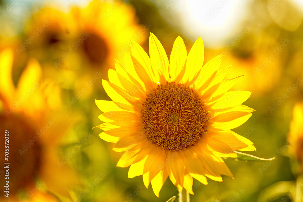 Beautiful, backlit sunflowers on a summer days with background blur Beautiful, backlit sunflowers on a summer days with background blur