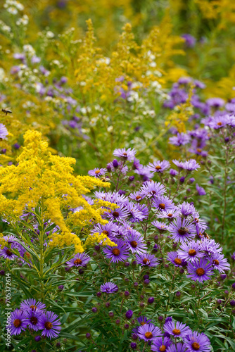 Colorful goldenrod and asters in a meadow setting.