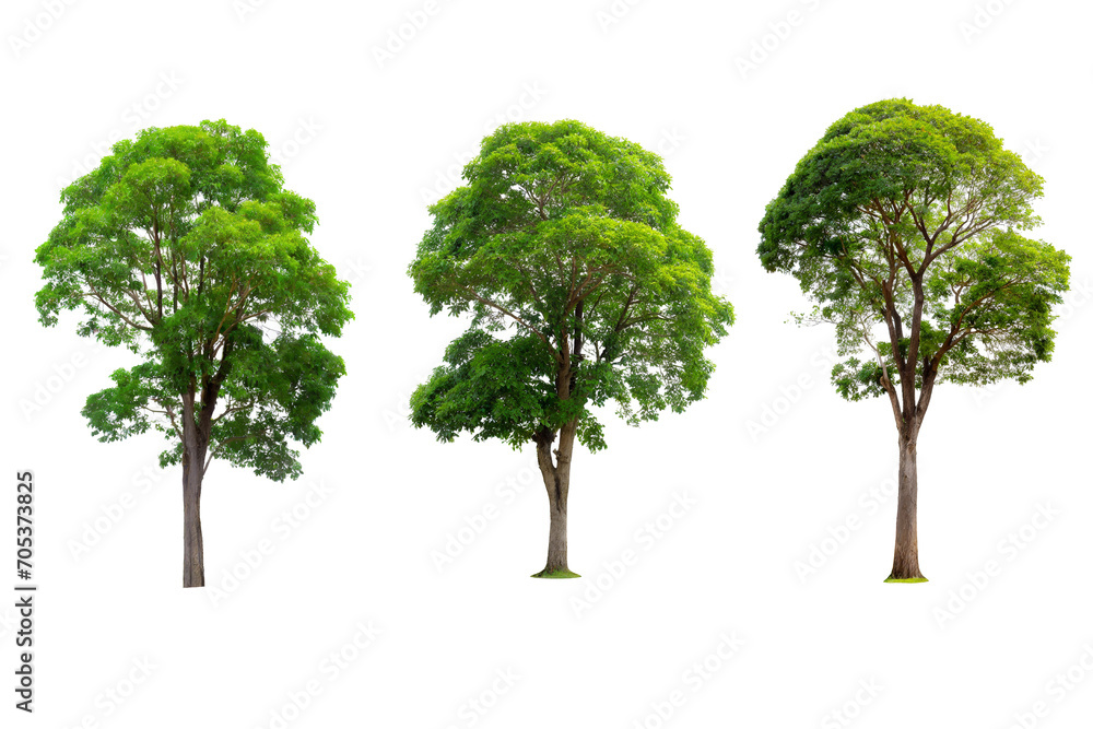 Green tree isolated on white background for design work Green tree isolated on white background for design work