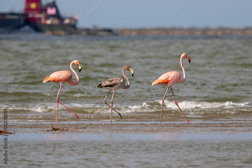 The rare appearance of American flamingos (Phoenicopterus ruber) at Galveston, Texas