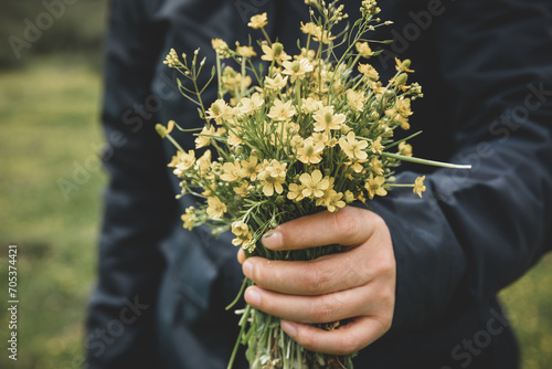 Hand hold tatarian Aster flowers in high altitude grassland, China photo