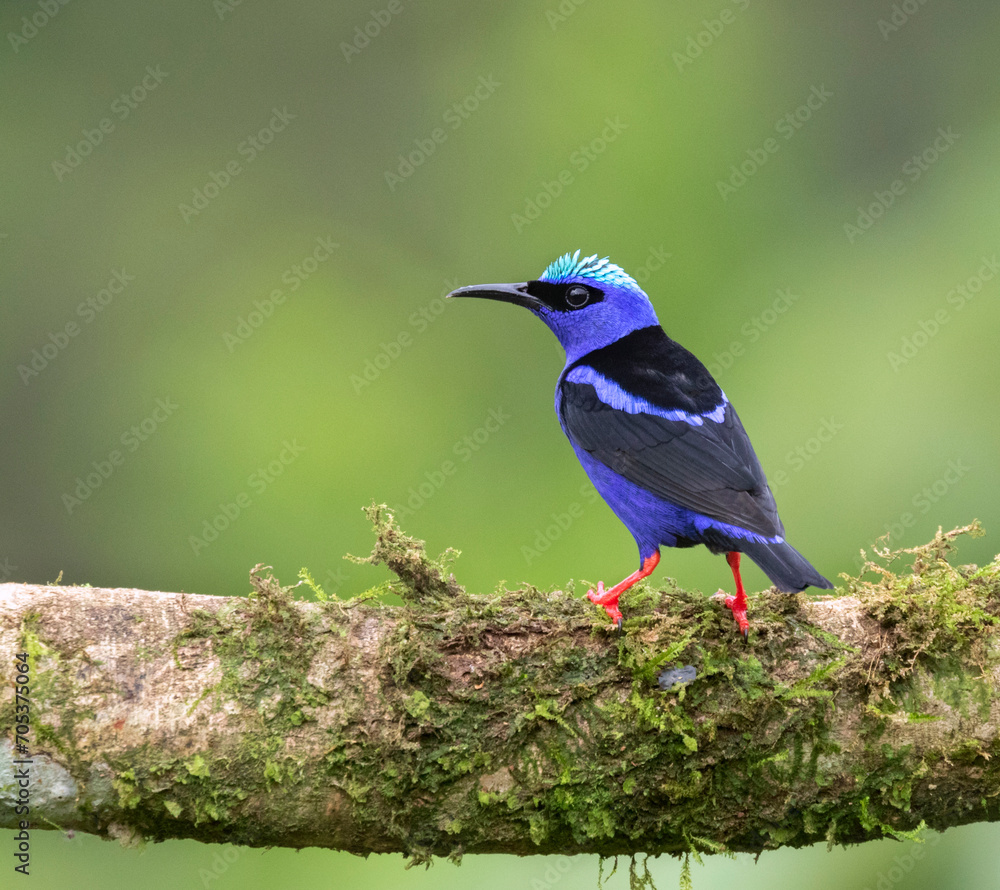 Obraz premium Red-legged honeycreeper (Cyanerpes cyaneus) at La Laguna del Lagarto Lodge, Boca Tapada, San Carlos, Costa Rica