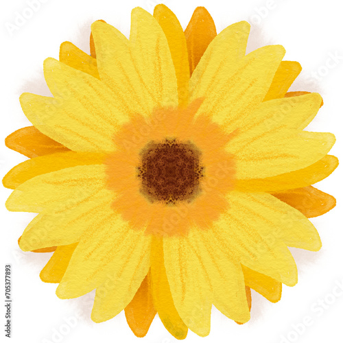 Fototapeta Naklejka Na Ścianę i Meble -  yellow sunflower isolated on white