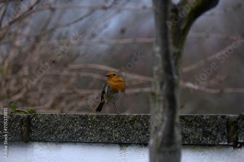 Photograph of Robin side face: Robin perched on a garden wall looking to one side.