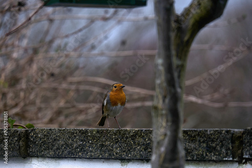 Robin Perched on a Wall: Inquisitive robin with red chest is perched on the wall inspecting the garden.
