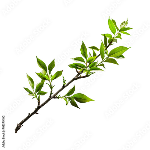 Branch  PNG graphic resource