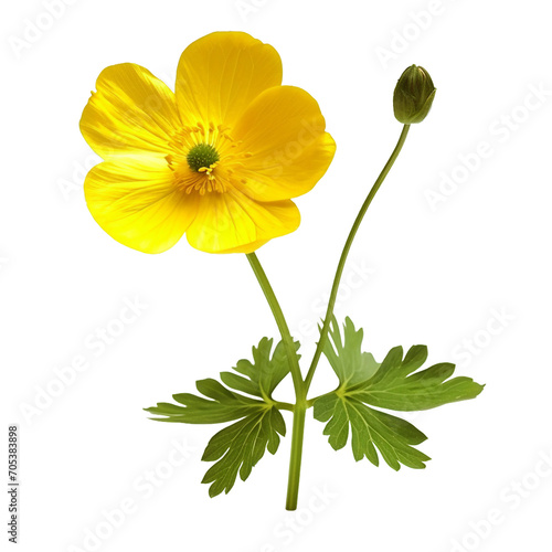 Buttercup, PNG graphic resource